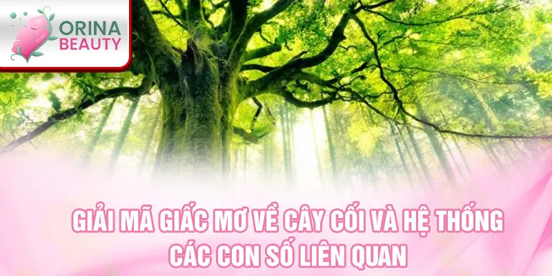 Giải mã giấc mơ về cây cối và hệ thống các con số liên quan