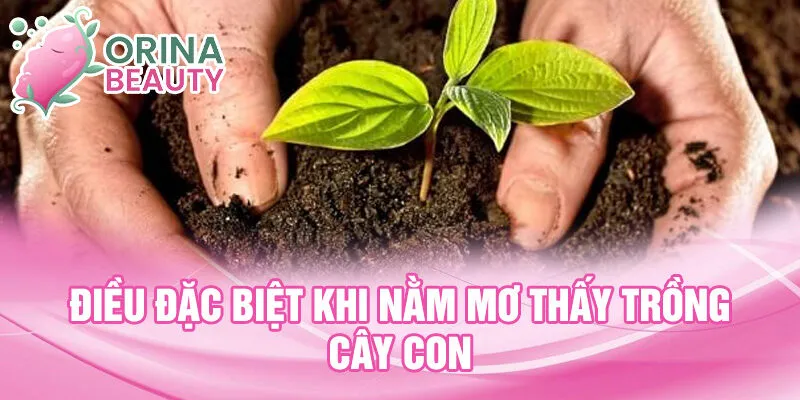 Điều đặc biệt khi nằm mơ thấy trồng cây con