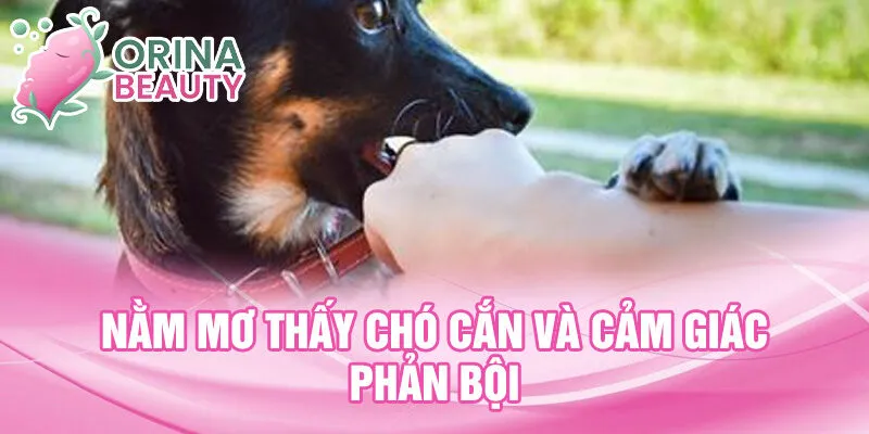 Nằm mơ thấy chó cắn và cảm giác phản bội