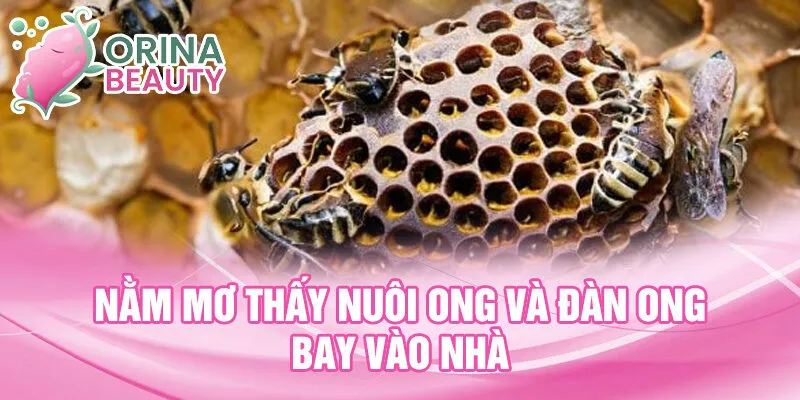 Nằm mơ thấy nuôi ong và đàn ong bay vào nhà