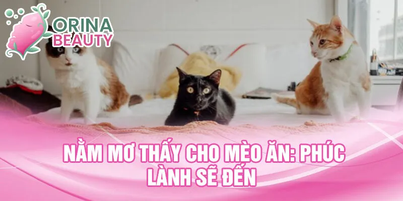 Nằm mơ thấy cho mèo ăn: Phúc lành sẽ đến