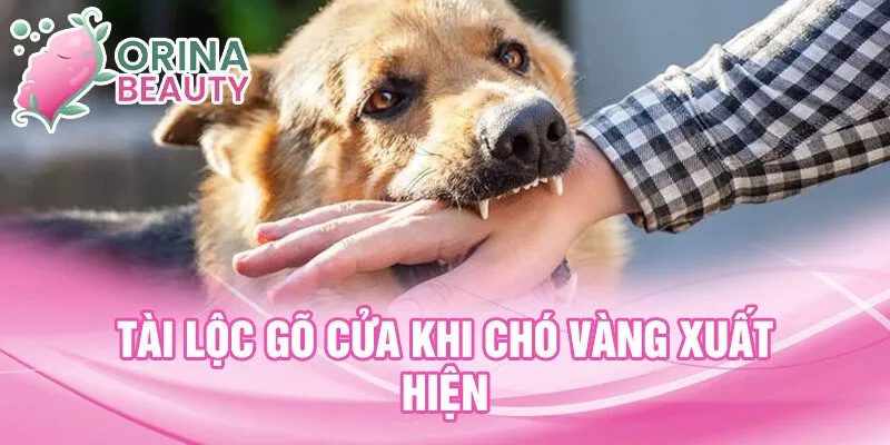 Tài lộc gõ cửa khi chó vàng xuất hiện