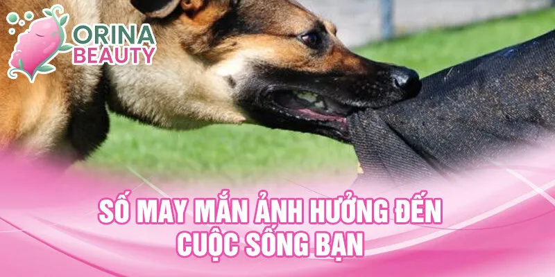 Số may mắn ảnh hưởng đến cuộc sống bạn