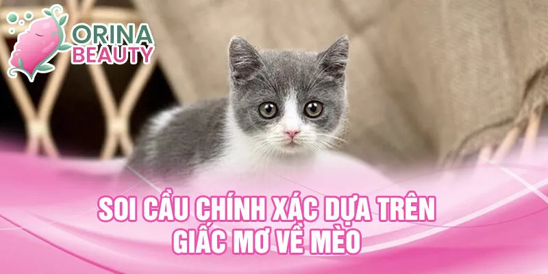 Soi cầu chính xác dựa trên giấc mơ về mèo