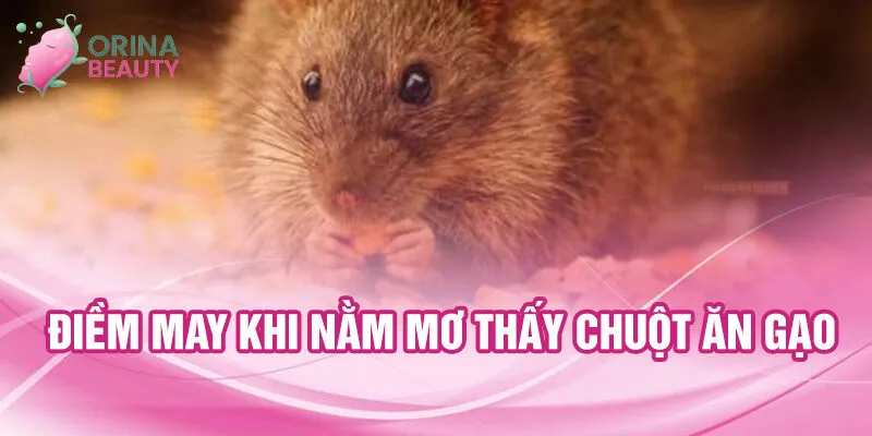 Điềm may khi nằm mơ thấy chuột ăn gạo