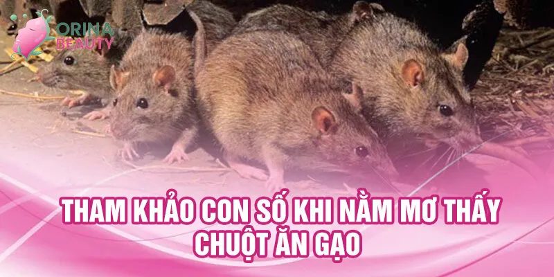 Nằm Mơ Thấy Chuột Ăn Gạo: Bí Ẩn Và Ý Nghĩa ẩn Giấu 3 Tham khảo con số khi nằm mơ thấy chuột ăn gạo